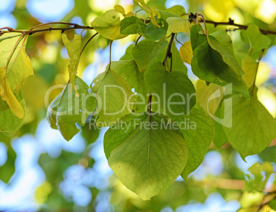 apricot tree branch with green leaves