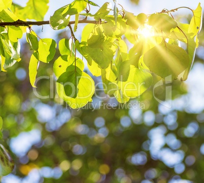 apricot tree branch in green leaves in the rays of the bright su