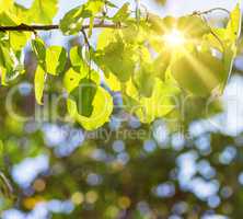apricot tree branch in green leaves in the rays of the bright su