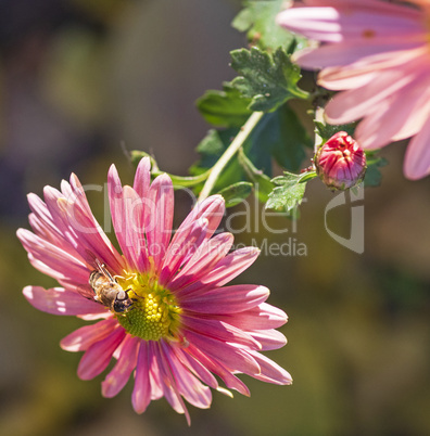 bee sitting on a pink flower