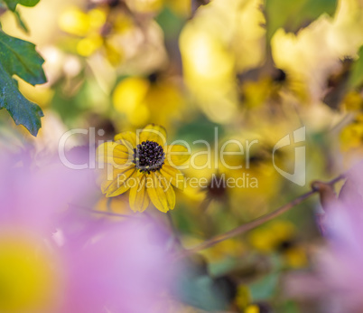 blooming yellow flowers Rudbeckia triloba