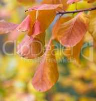orange leaves of Cotinus coggygria in autumn