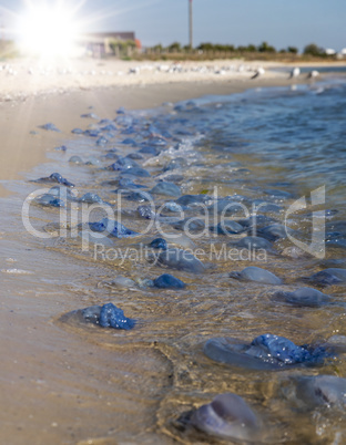 many dead jellyfish on the sandy coast of the Black Sea