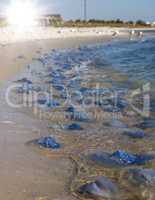 many dead jellyfish on the sandy coast of the Black Sea