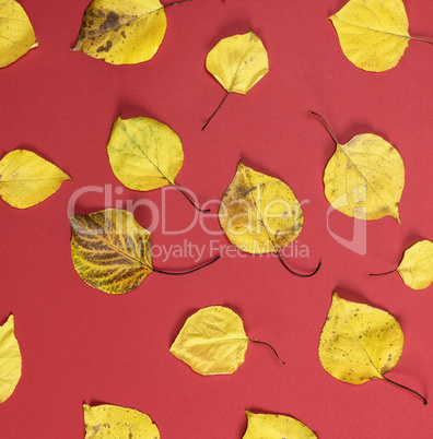 many yellow dry apricot leaves on a red background
