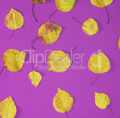 dry yellow leaves of the apricot tree