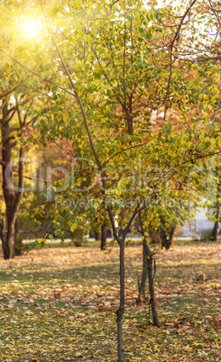 city park with trees and yellow leaves