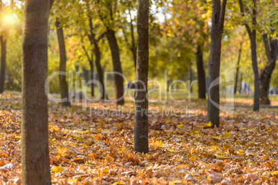 autumn city park with trees and yellow leaves