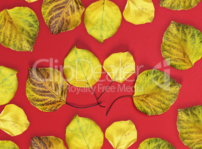 many yellow dry apricot leaves on a red background