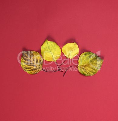 four yellow dry apricot leaves on a red background