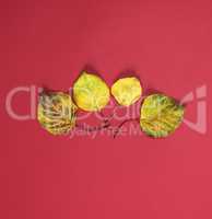 four yellow dry apricot leaves on a red background