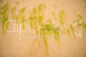 alga, seaweed on a sandy beach of the Baltic sea