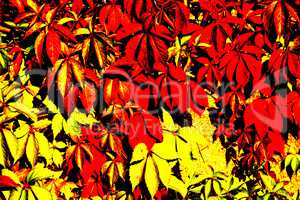 wild vines leaves at an old wall in autumnal colors