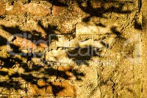 old brick wall of an house with shadows of leaves