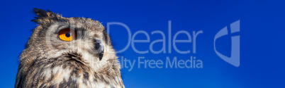 European Eagle Owl Panoramic Web Banner