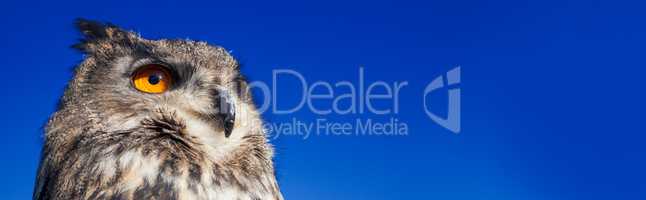 European Eagle Owl Panoramic Web Banner