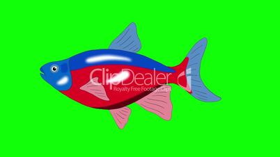 Red-blue striped  Aquarium Fish Chroma Key looped