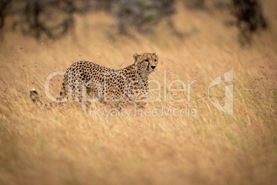 Cheetah walks in long grass on savannah