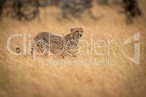 Cheetah walks in long grass on savannah