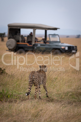 Cheetah walks in long grass towards truck