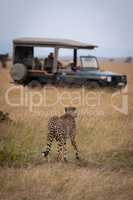 Cheetah walks in long grass towards truck