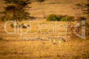 Cheetah walks past fallen tree in savannah