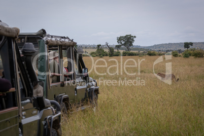 Cheetah walks past photographers in two trucks