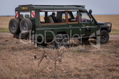 Cheetah walks past safari truck on savannah