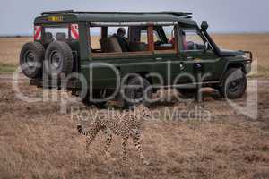Cheetah walks past safari truck on savannah