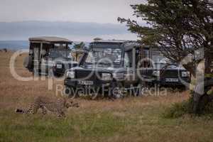 Cheetah walks past three trucks beside tree