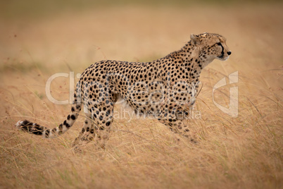 Cheetah walks on savannah through long grass