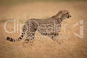 Cheetah walks on savannah through long grass