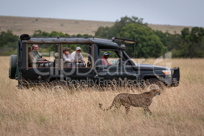 Cheetah walks past truck full of photographers