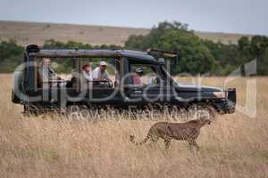 Cheetah walks past truck full of photographers