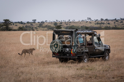 Cheetah walks past truck in long grass