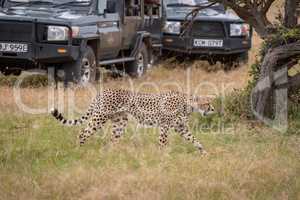Cheetah walks past two trucks near tree