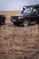 Cheetah walks past two trucks on savannah