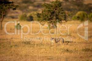 Cheetah walks through grass with trees behind