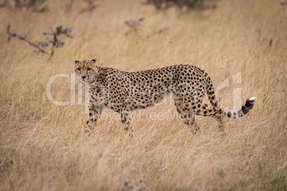 Cheetah walks through long grass in savannah