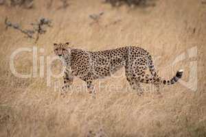 Cheetah walks through long grass in savannah