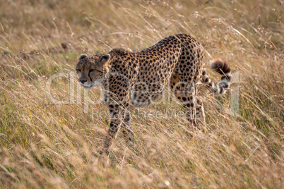 Cheetah walks through long grass in sunshine