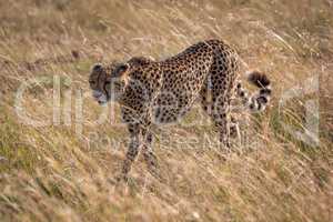 Cheetah walks through long grass in sunshine