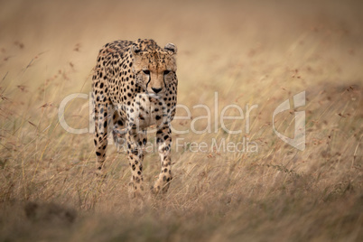 Cheetah walks through long grass looking down