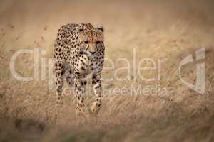 Cheetah walks through long grass looking down