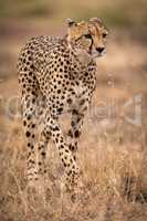 Cheetah walks through long grass lifting paw