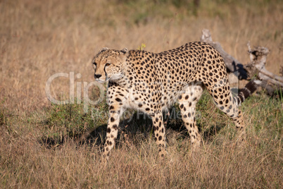 Cheetah walks through long grass near log