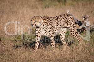 Cheetah walks through long grass near log
