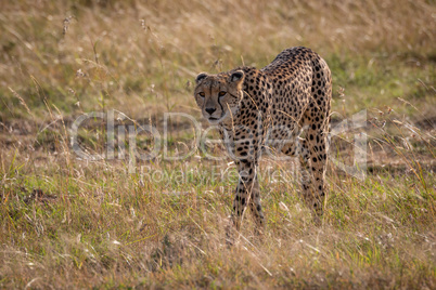 Cheetah walks through long grass near track