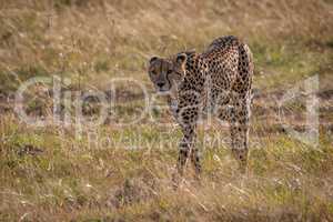 Cheetah walks through long grass near track