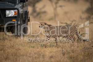 Cheetah walks through long grass past truck